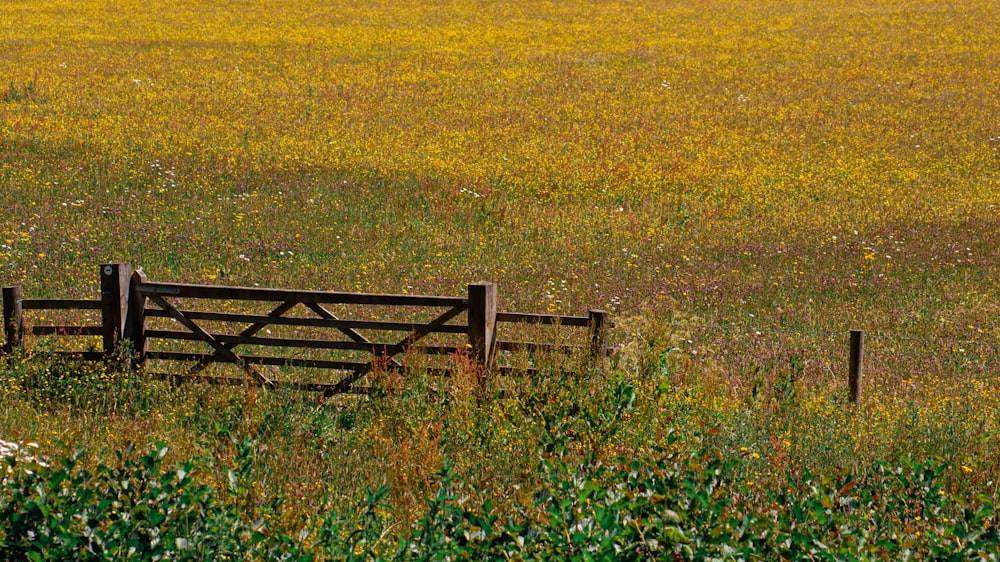 a bench in a field of yellow flowers