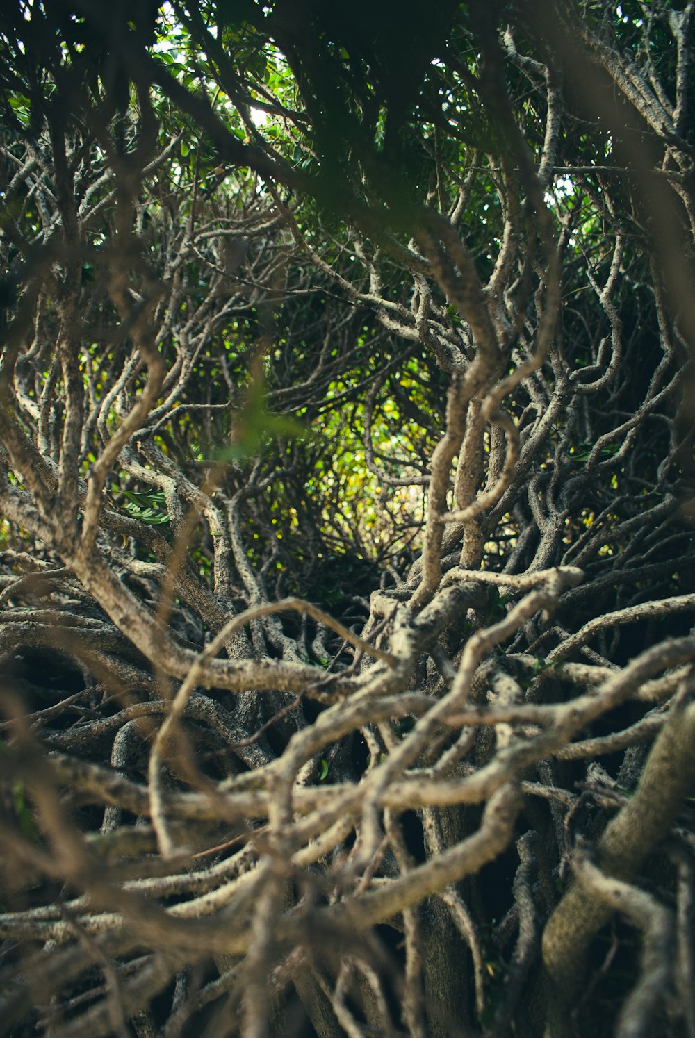 Ein Baum mit vielen Ästen