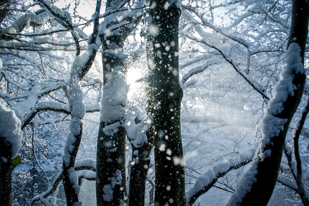 a group of trees covered in snow