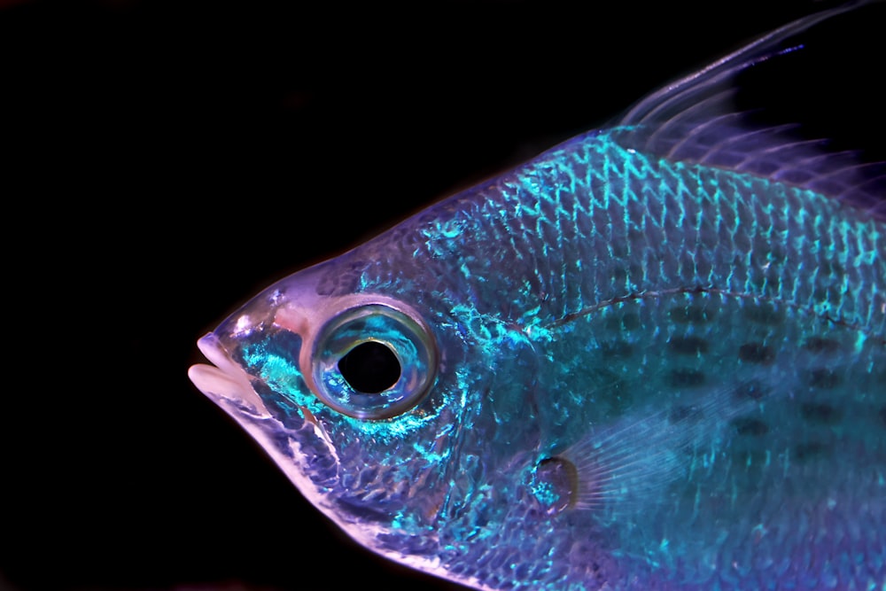 a fish with a black background