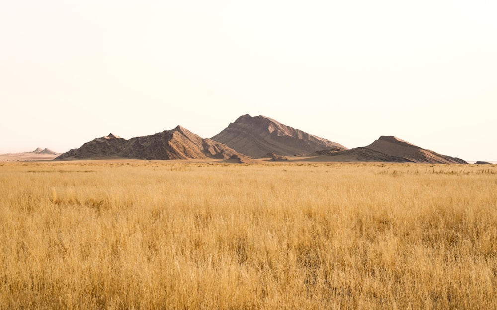 a field of brown grass with hills in the background