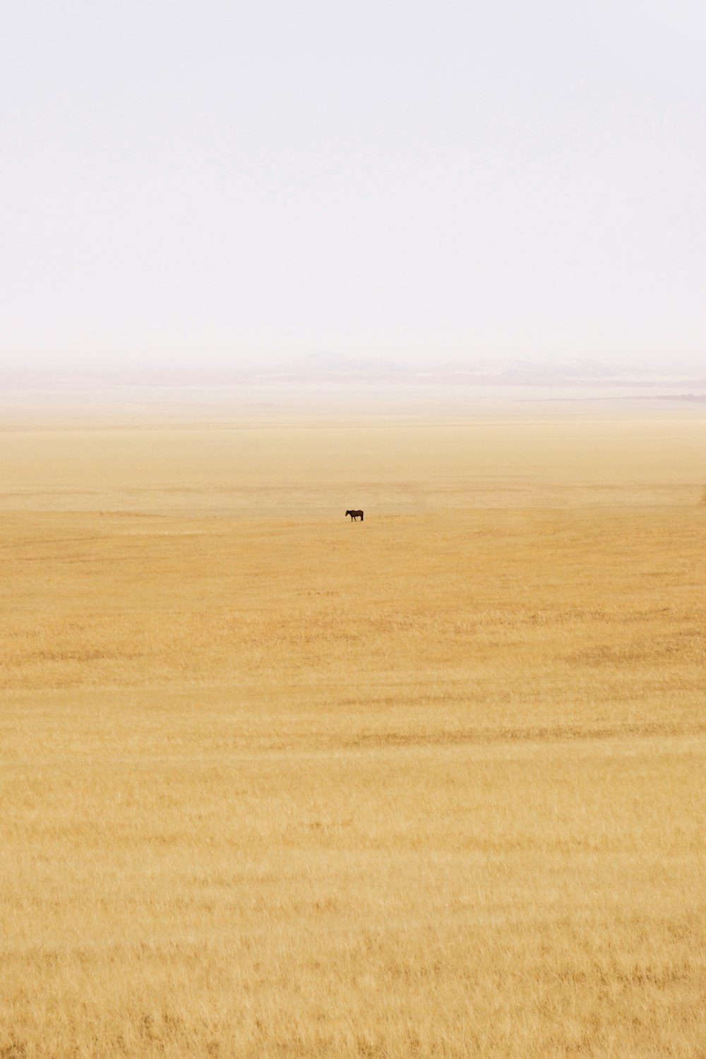 a large field with a black animal in it