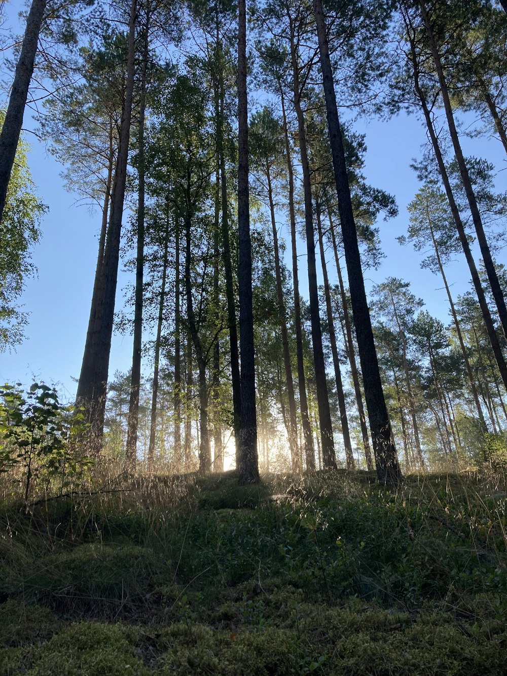 a forest of tall trees