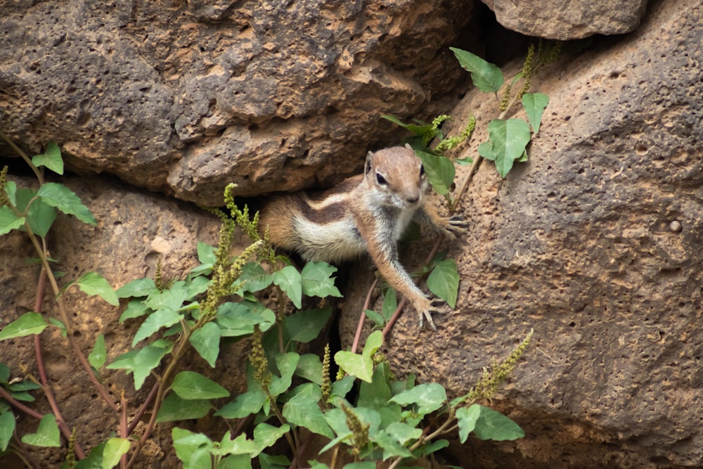 a squirrel standing on a rock