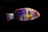 A vibrant tropical fish featuring bold stripes in vivid orange, purple, and white set against a striking black background. The fish has an elongated body and a rounded eye, with a distinct dorsal fin and a streamlined shape.