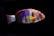 A vibrant tropical fish featuring bold stripes in vivid orange, purple, and white set against a striking black background. The fish has an elongated body and a rounded eye, with a distinct dorsal fin and a streamlined shape.
