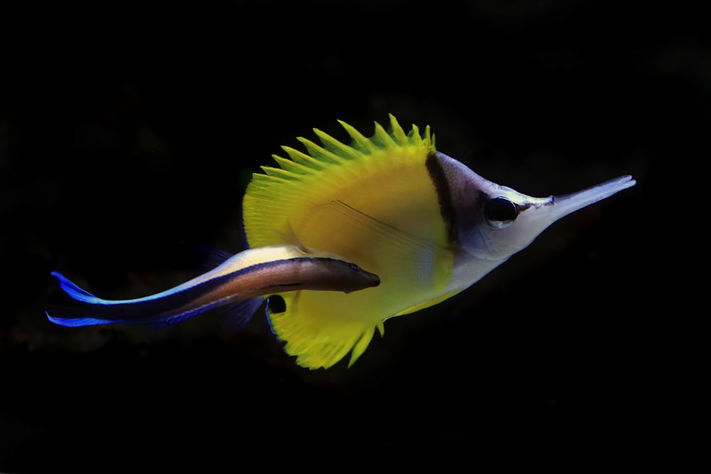 a yellow and black fish
