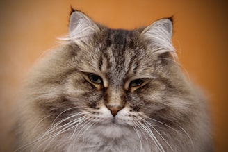 Close-up of a fluffy cat after a professional grooming session.
