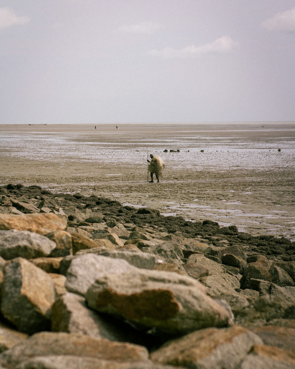 a dog walking on a beach