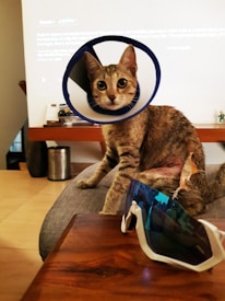 A cat sits on a couch wearing an Elizabethan collar, often used to prevent animals from interfering with injuries. The cat has a patch on its side that looks like it may have been shaved or is healing from a wound. In the foreground, a pair of sunglasses with blue reflective lenses lies on a wooden table. In the background, a screen displays text, and some objects are placed on a shelf.