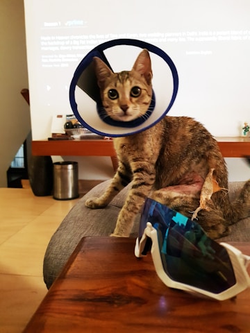 A cat sits on a couch wearing an Elizabethan collar, often used to prevent animals from interfering with injuries. The cat has a patch on its side that looks like it may have been shaved or is healing from a wound. In the foreground, a pair of sunglasses with blue reflective lenses lies on a wooden table. In the background, a screen displays text, and some objects are placed on a shelf.