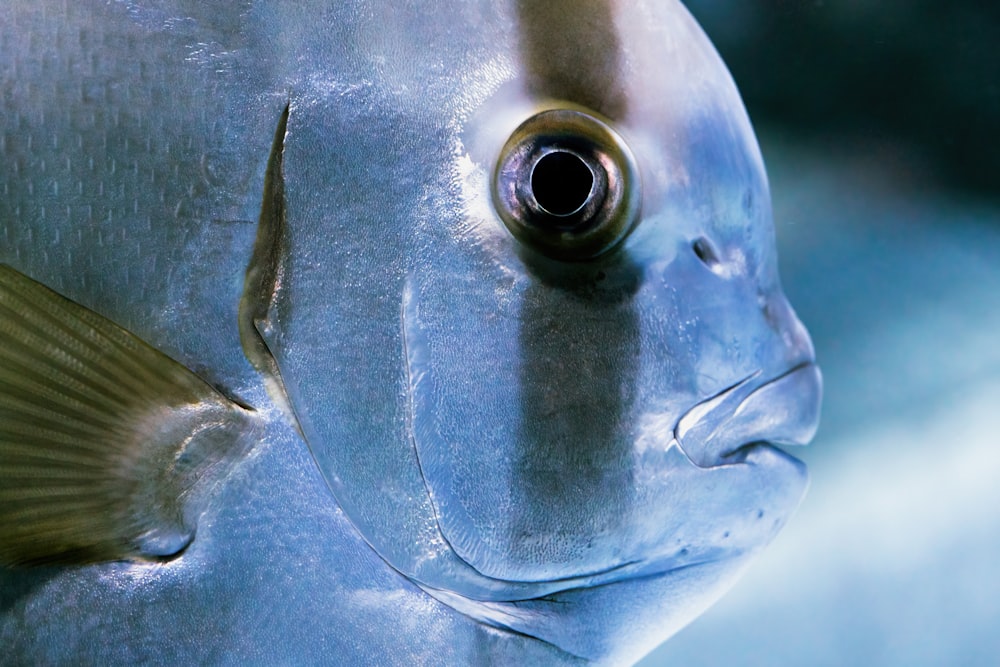 a close-up of a fish