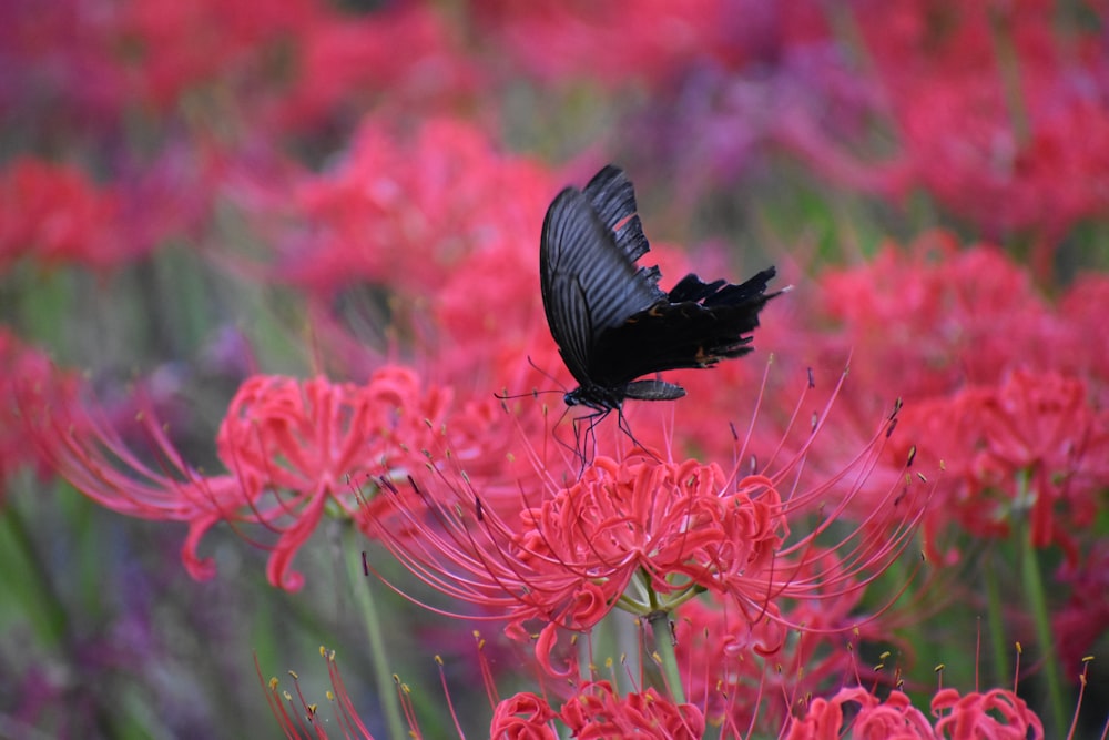 a butterfly on a flower