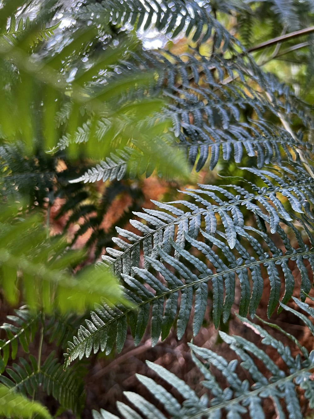 a close-up of a tree