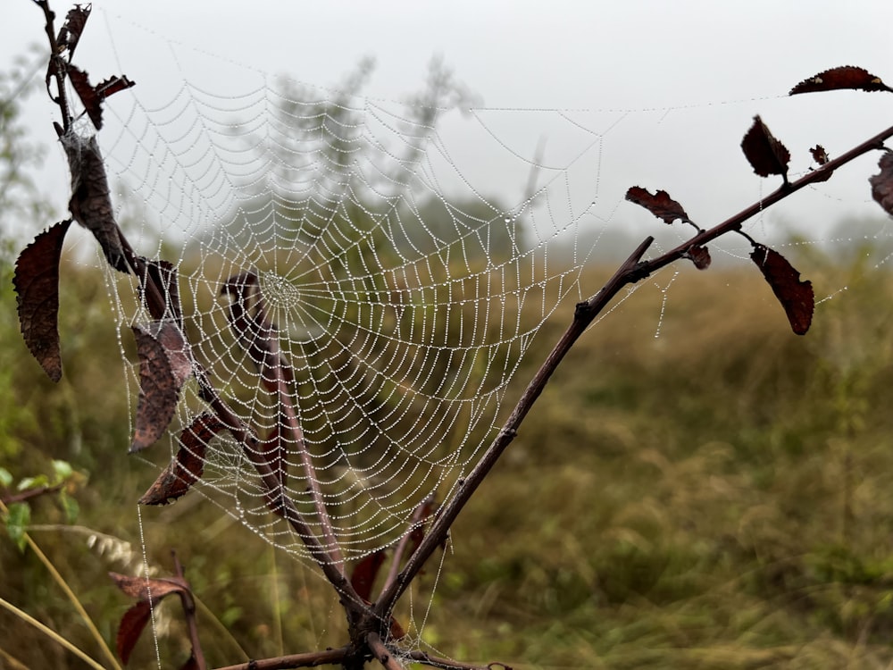 a spider web in a field