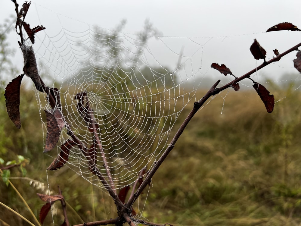 Ein Spinnennetz auf einem Feld