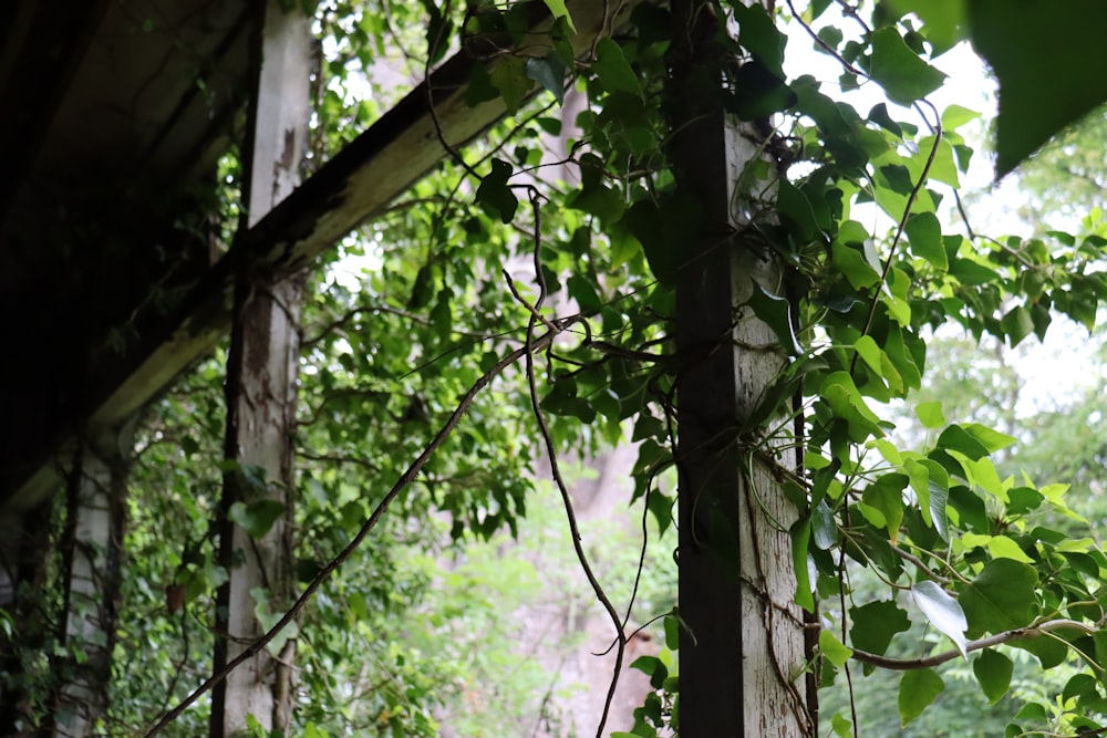 a group of trees with leaves