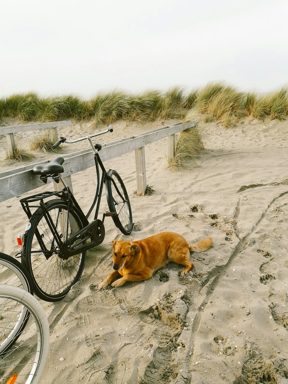 a dog lying on the ground next to a bicycle