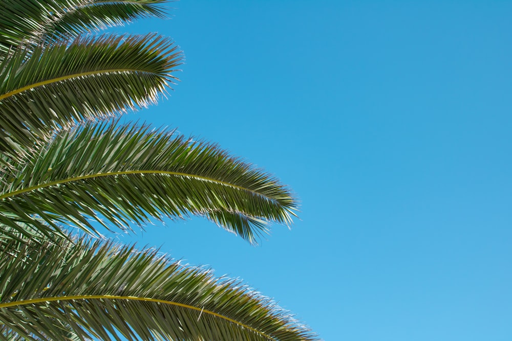 a group of palm trees