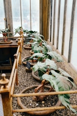 Apprentice students working hands-on with their bonsai under instructor guidance.
