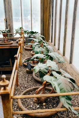 A row of potted bonsai trees is placed on a bed of gravel inside a greenhouse with large windows. The trees are arranged in wooden troughs with green leaves and twisted, gnarled trunks.