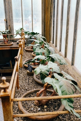 A row of potted bonsai trees is placed on a bed of gravel inside a greenhouse with large windows. The trees are arranged in wooden troughs with green leaves and twisted, gnarled trunks.