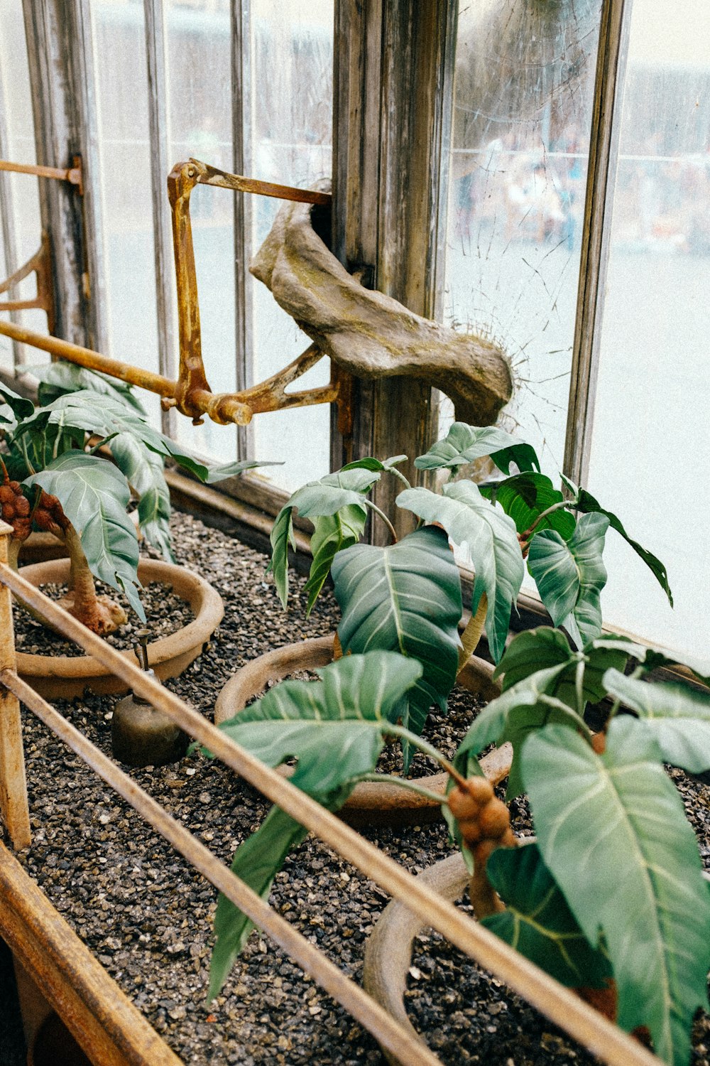 a plant in a pot