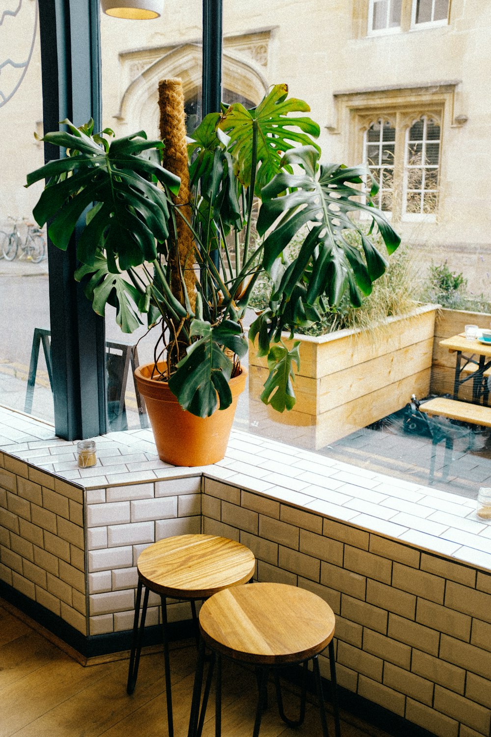 a potted plant on a table