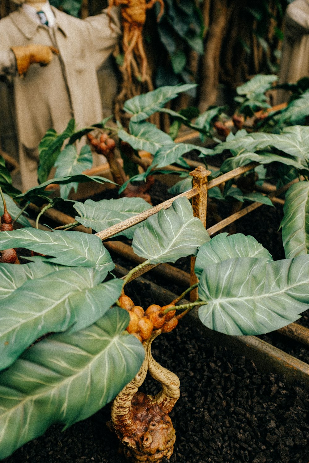 a plant with leaves