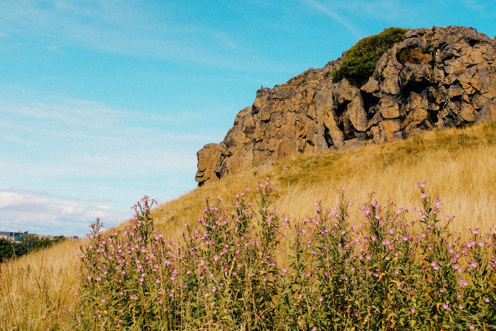 a grassy field with a rocky cliff in the background