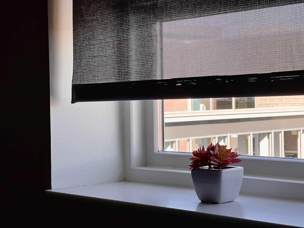 a plant in a pot by a window
