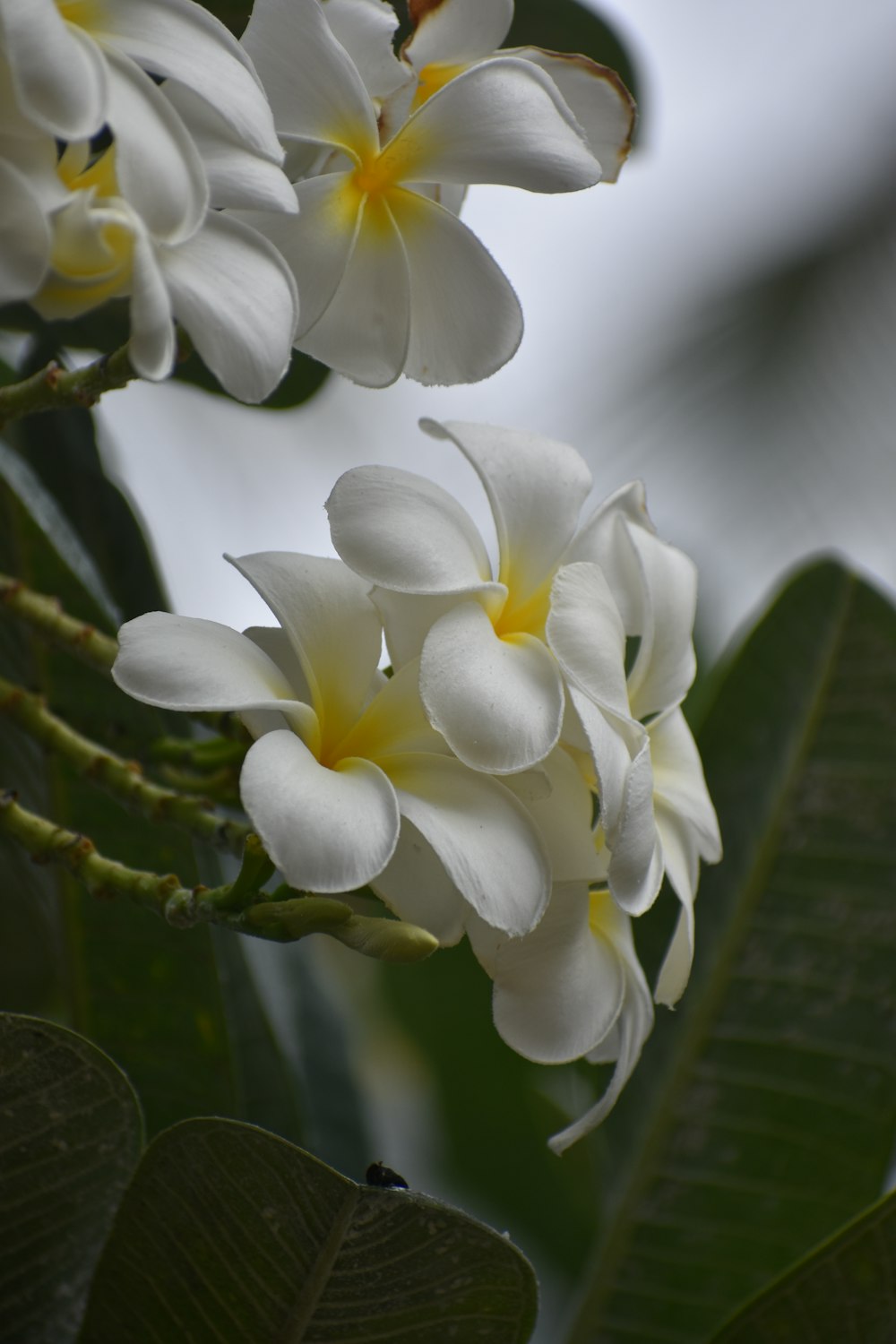 a group of white flowers