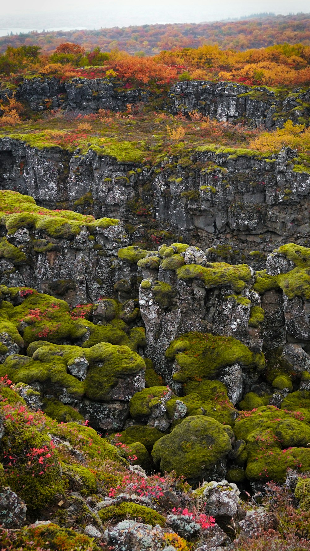 Un acantilado rocoso con plantas coloridas