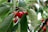A close-up of ripe red cherries hanging from a tree branch amongst green leaves. The leaves are detailed and some have minor imperfections, with droplets of water visible on the fruits and leaves. The background has a soft focus, highlighting the cherries and leaves in the foreground.