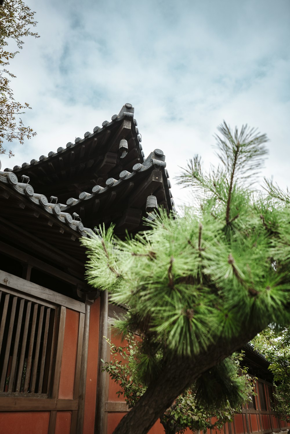 a tree with a building in the background