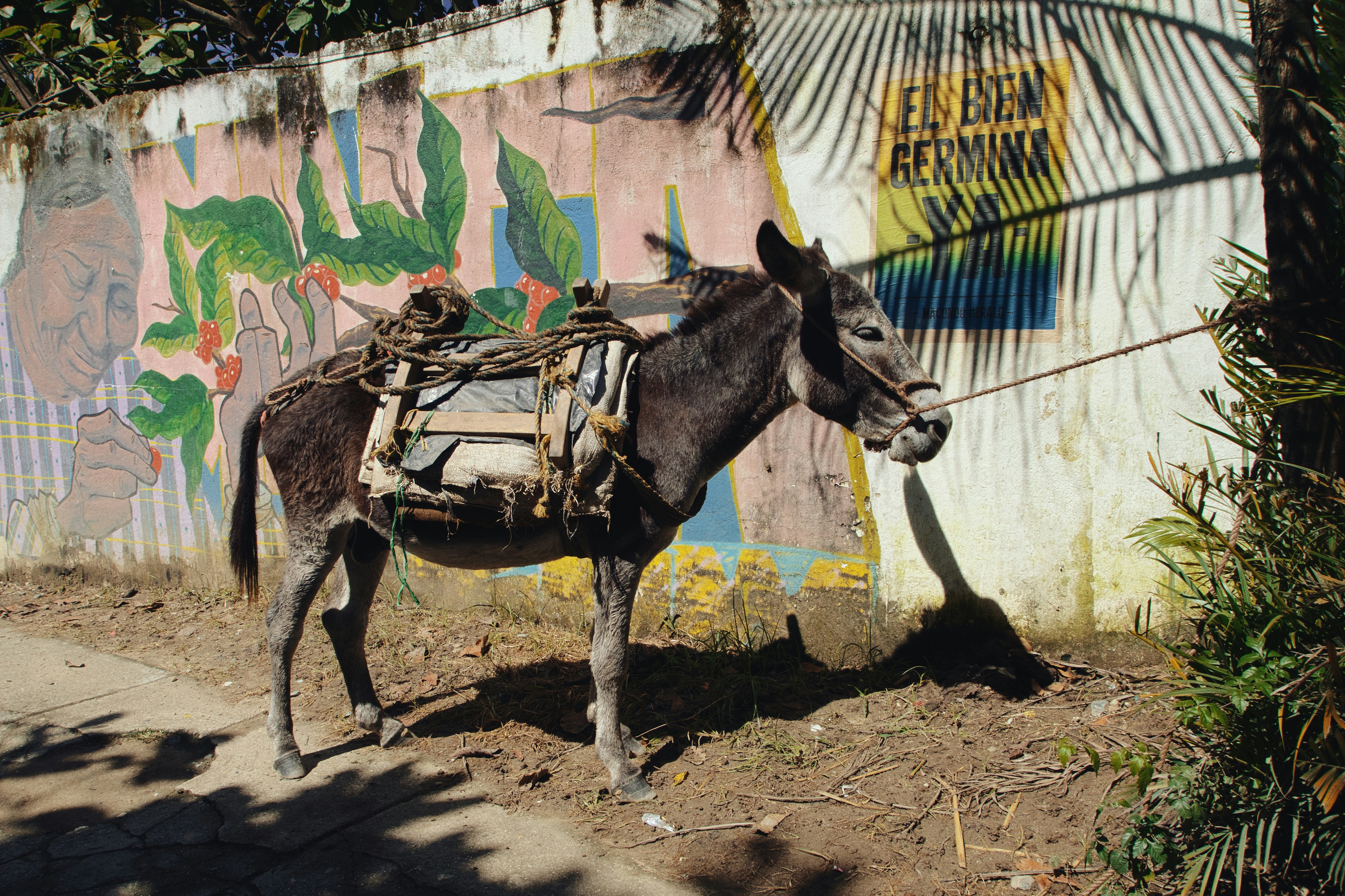a donkey with a saddle