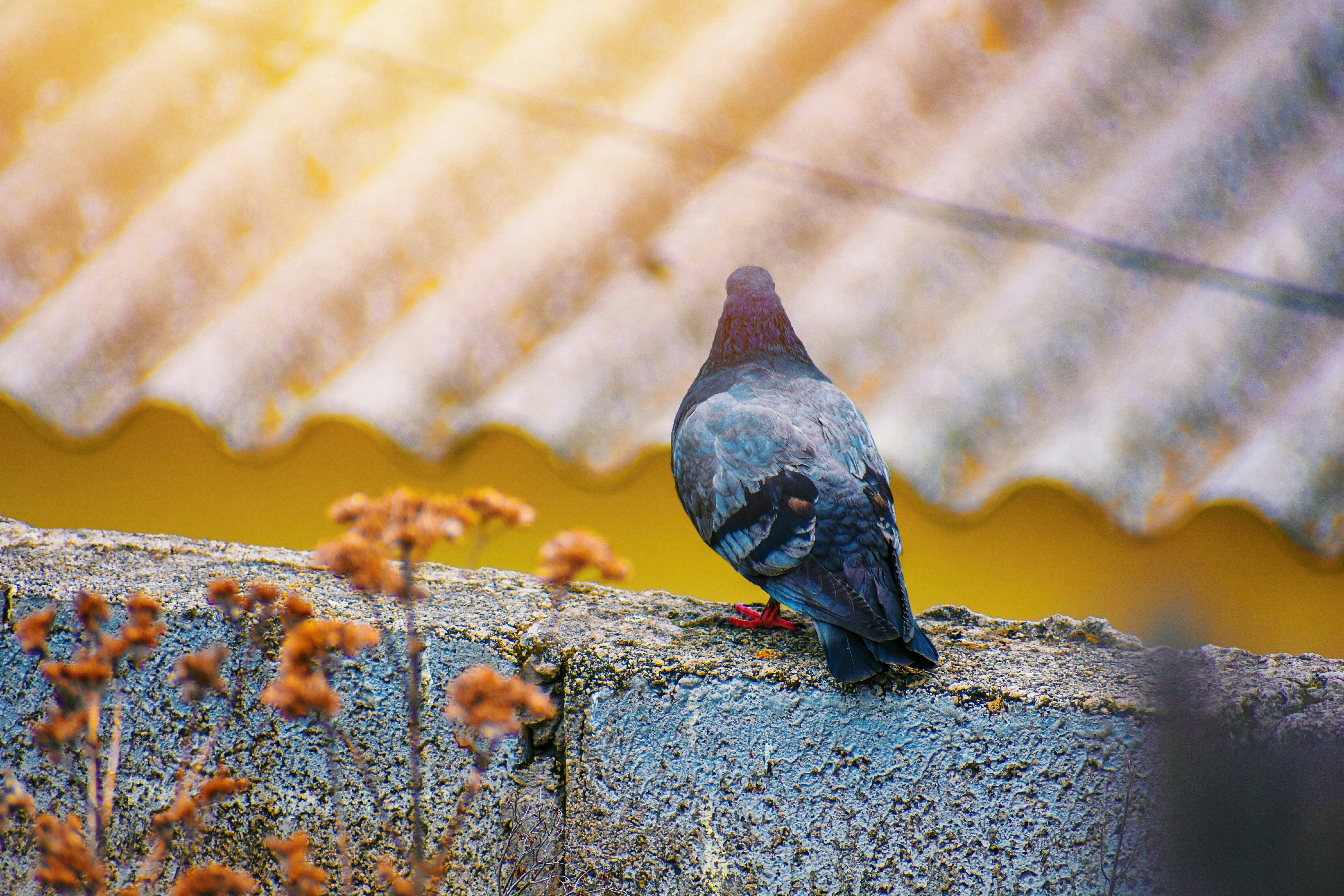 Photo by alexandersechenov