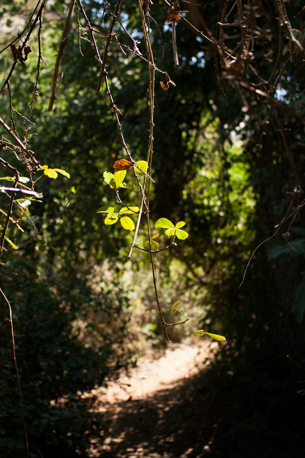 a tree branch with leaves