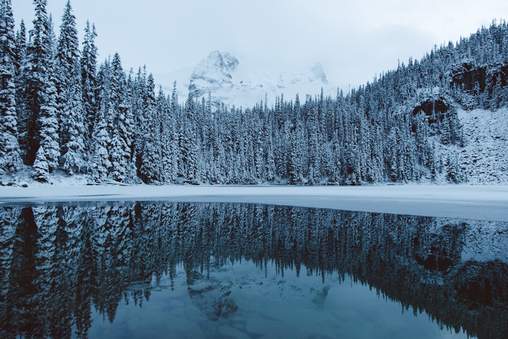 a lake surrounded by snow covered trees