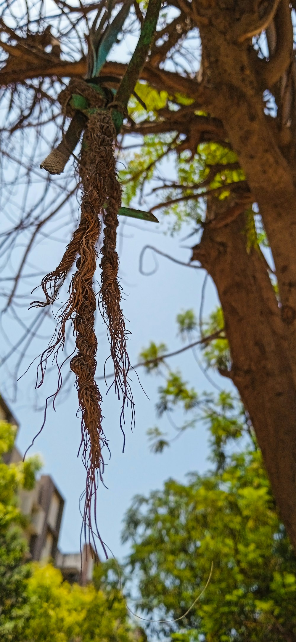 Ein Baum mit einem Spinnennetz