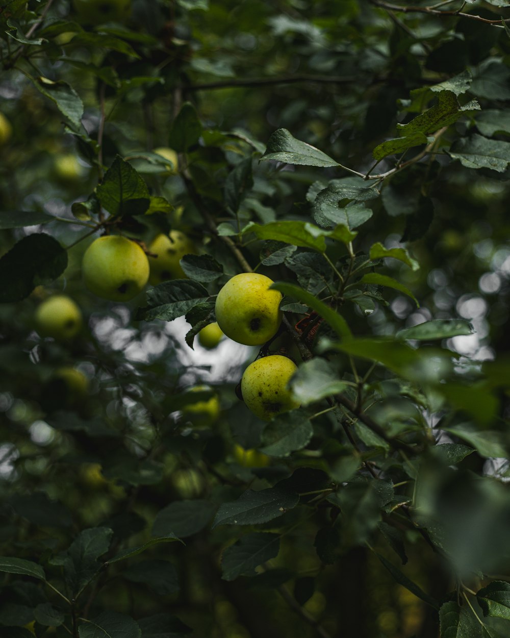 a tree with green fruits