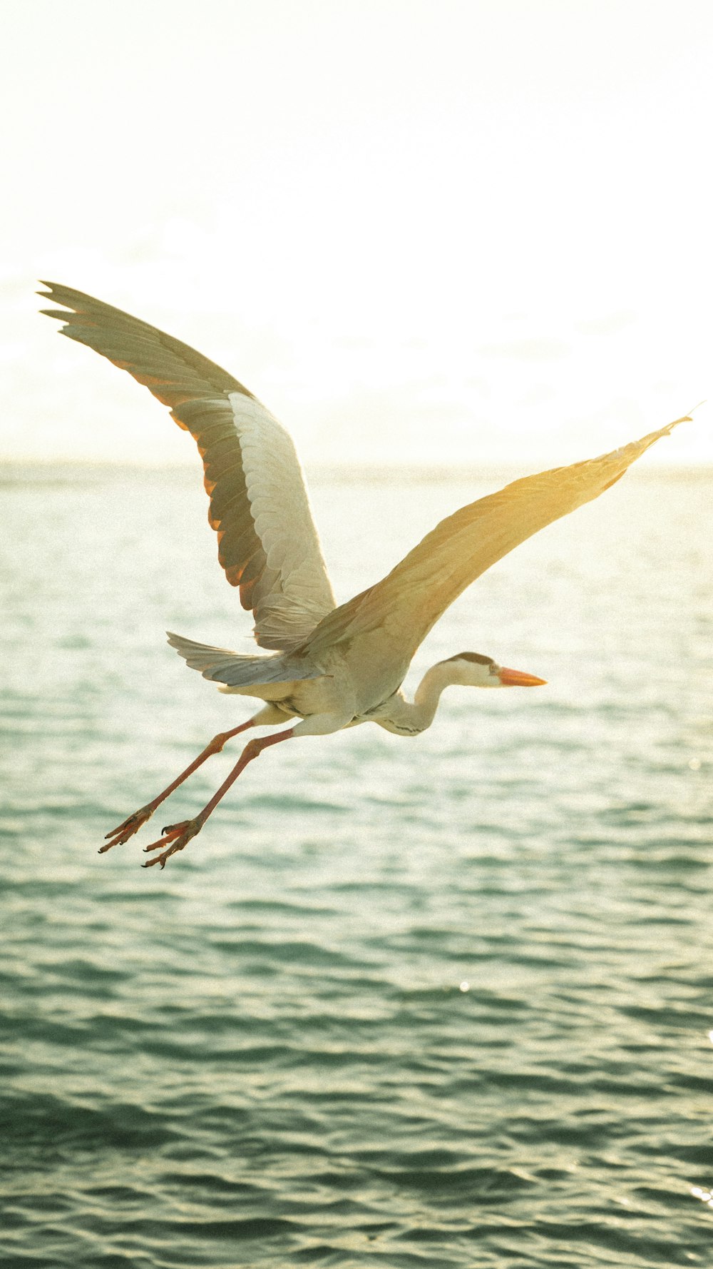 a bird flying over water