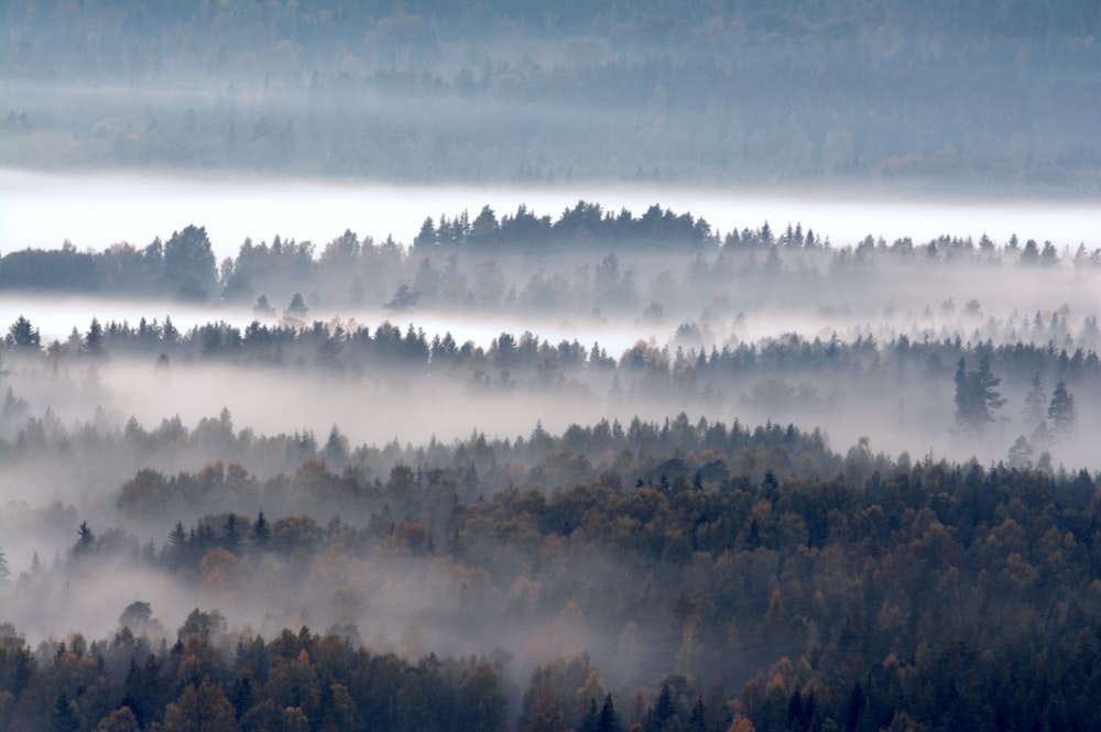 a foggy forest with trees