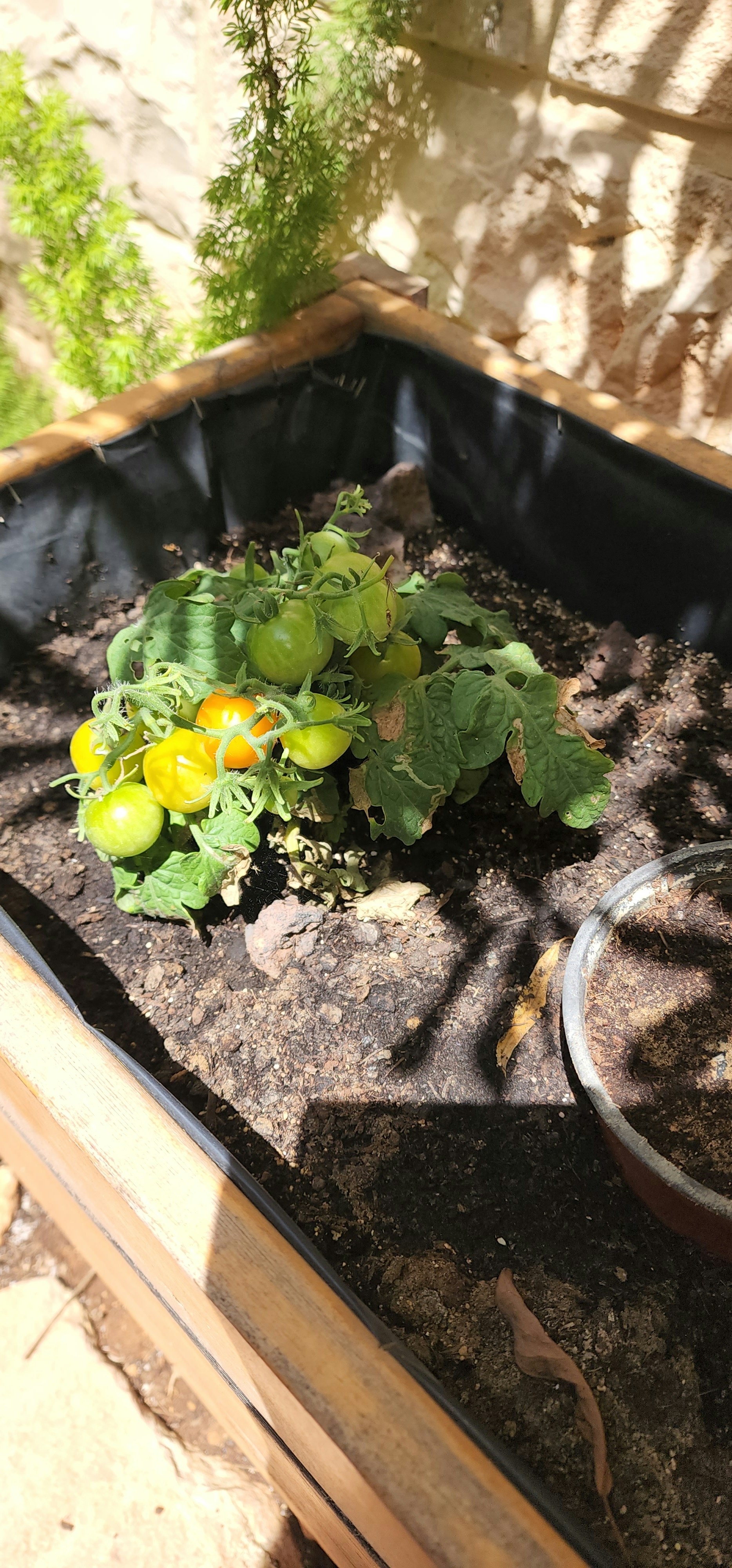a plant in a pot