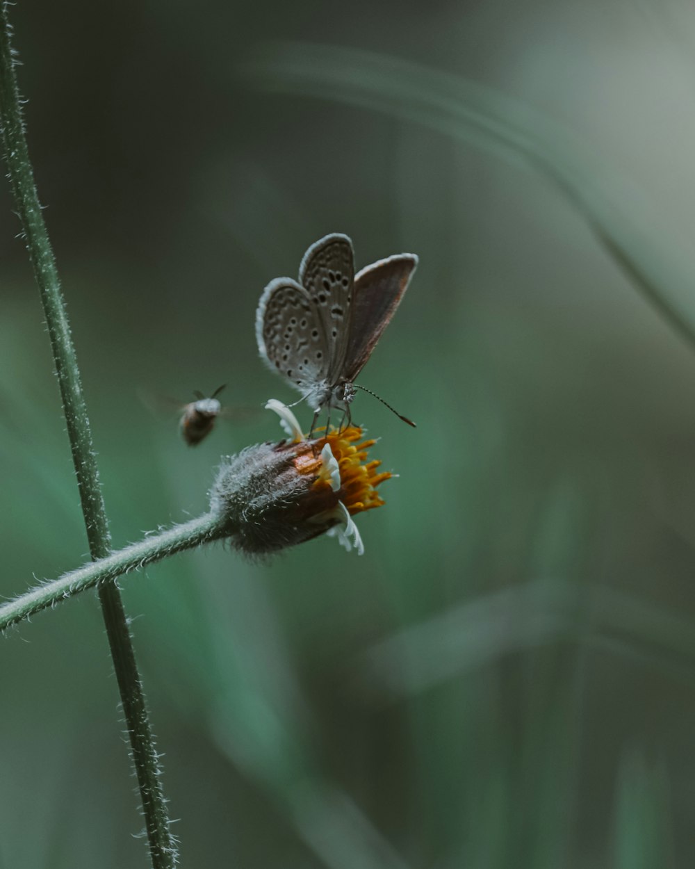 a butterfly on a flower