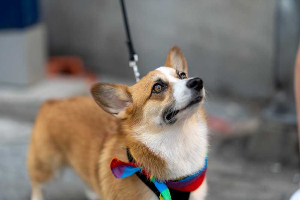 a dog with a bow