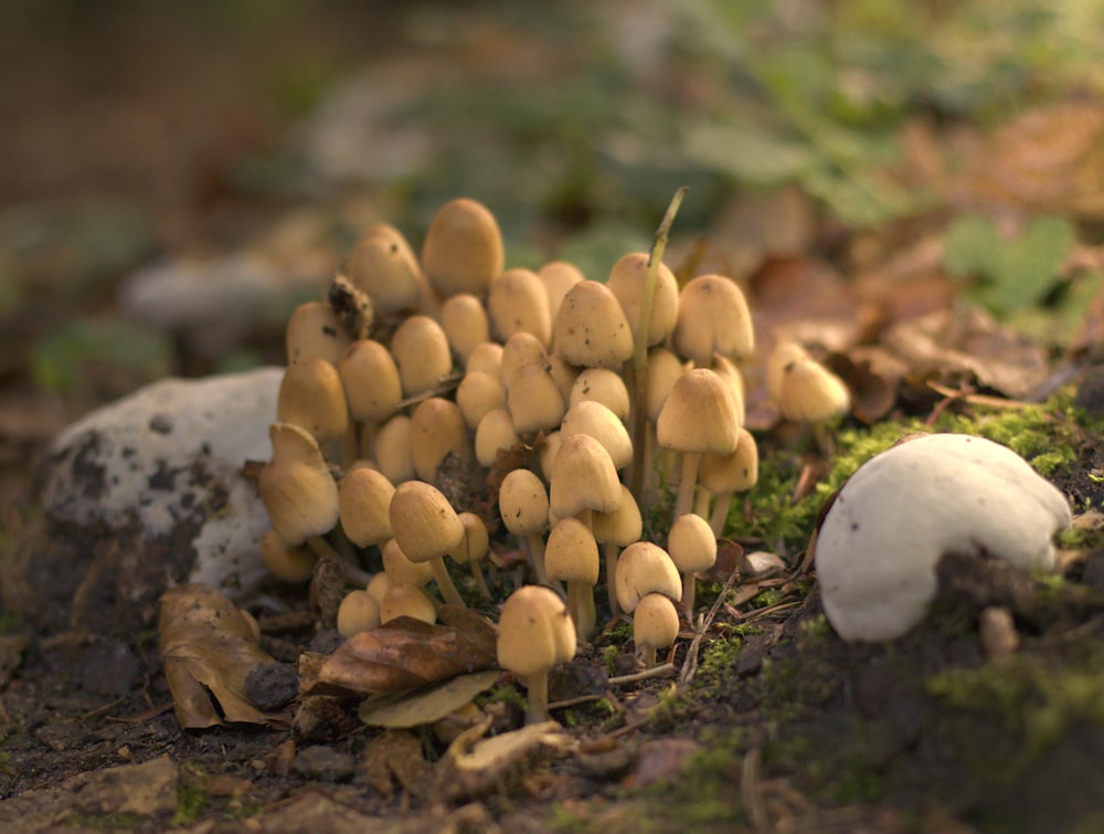 um grupo de cogumelos que crescem no chão