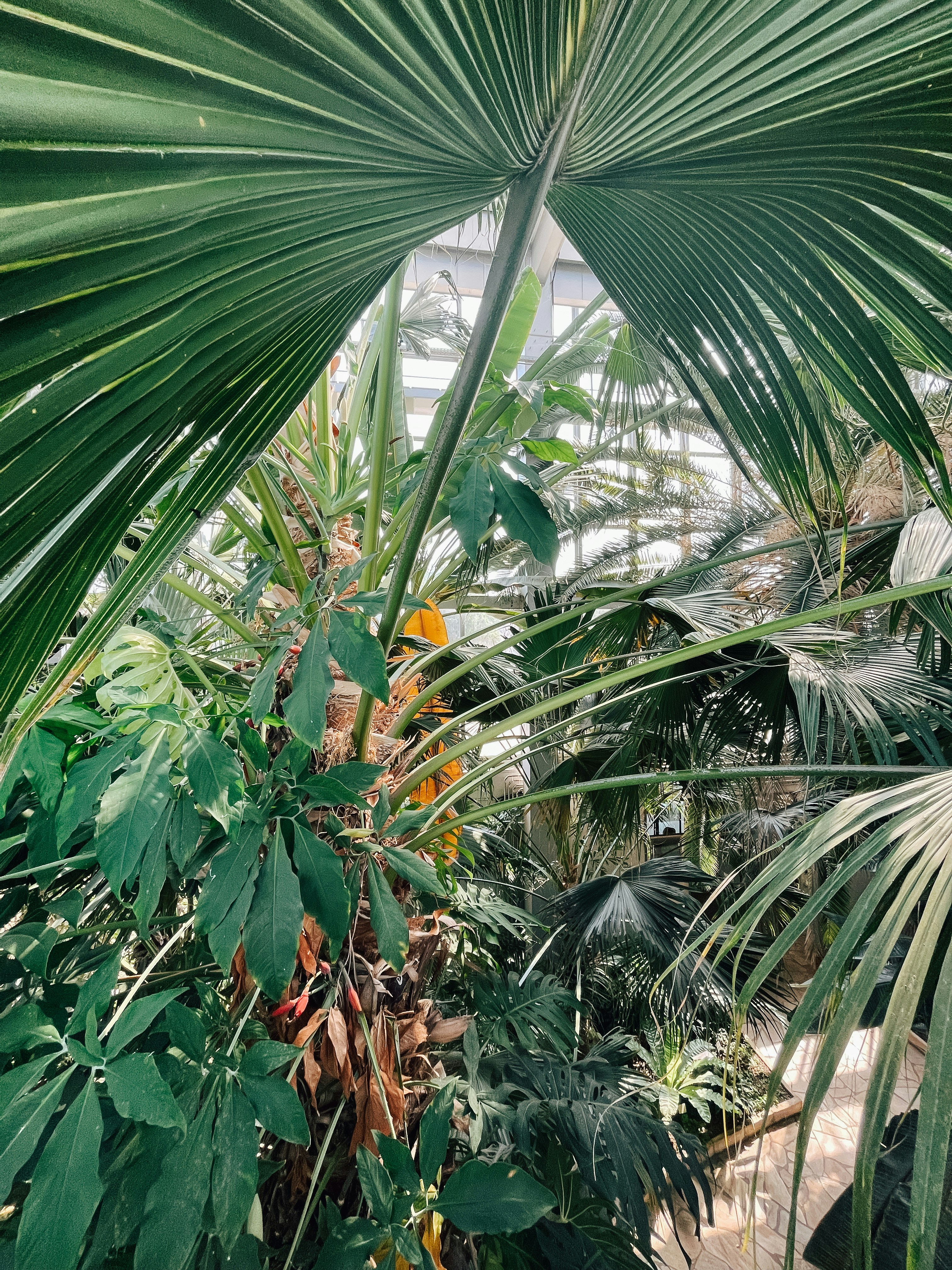 大きな葉を持つ熱帯植物
