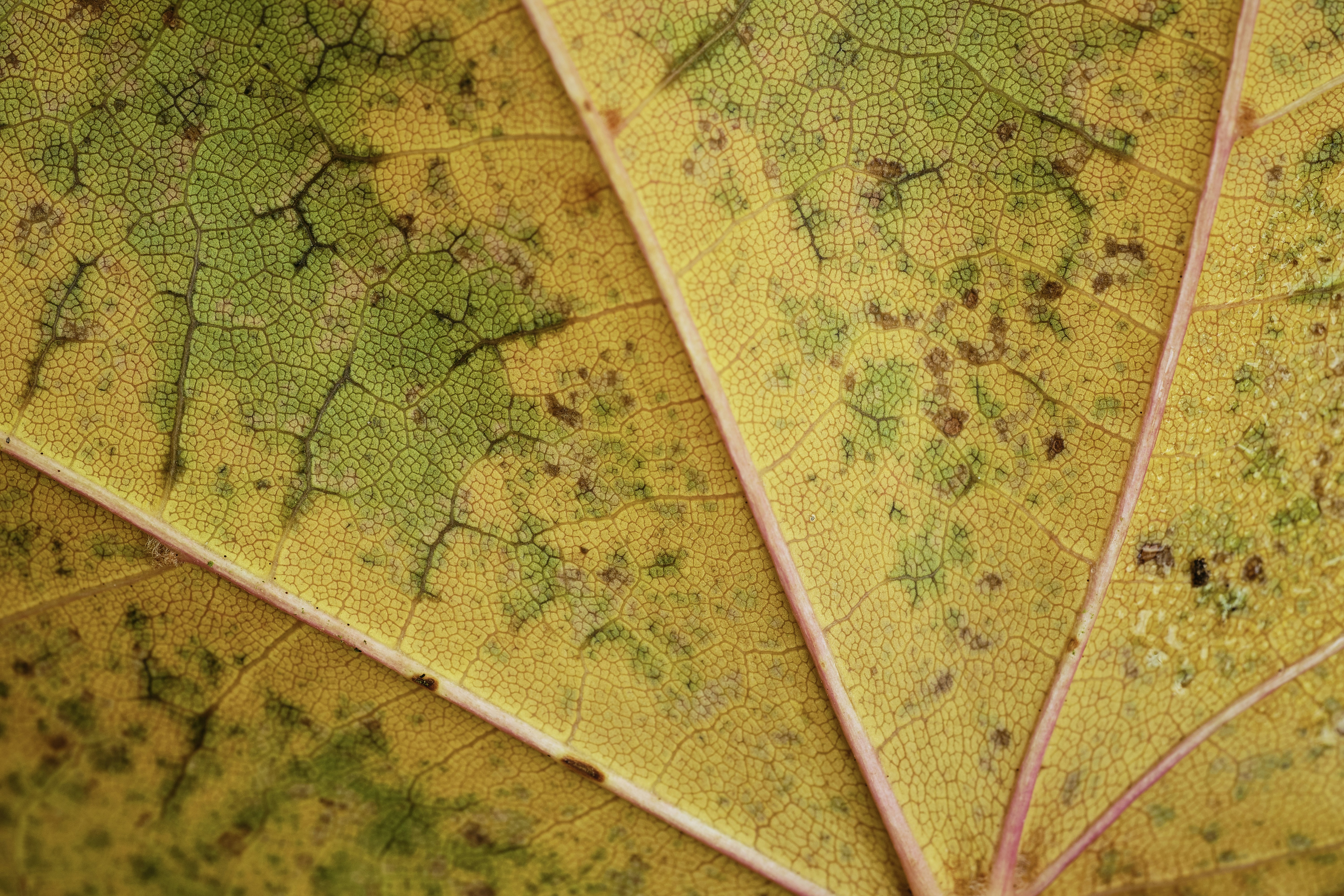 Photo by victor_vector