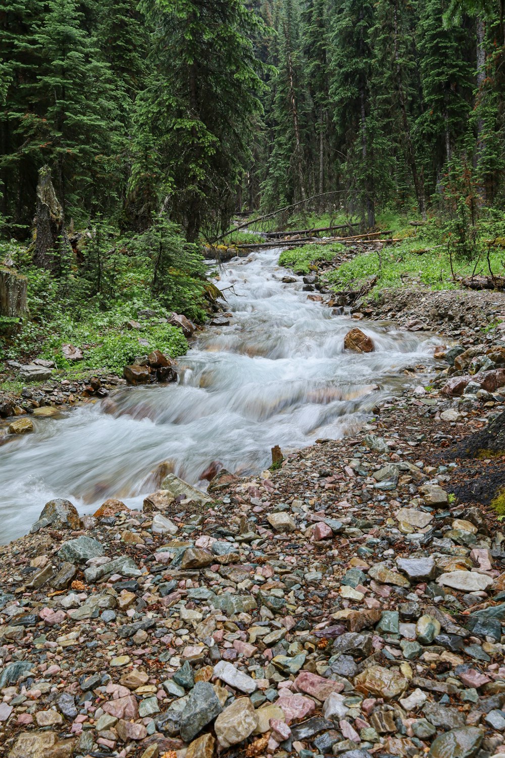 a rocky area with trees in the background